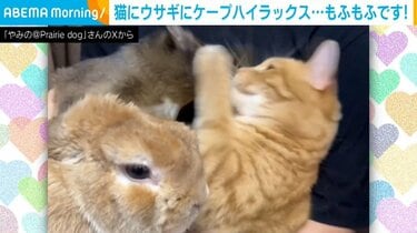猫パンチ炸裂！ 小動物たちの“異種格闘技”のようなじゃれ合う姿に