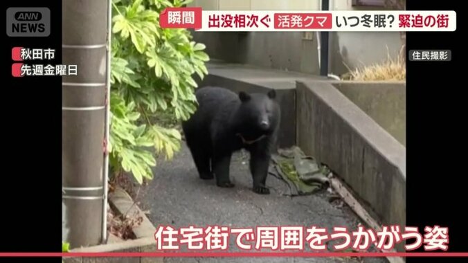 住宅街で周囲をうかがうクマ