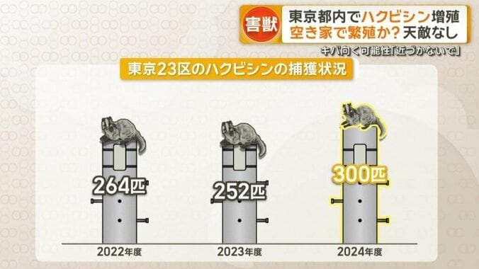 東京23区のハクビシンの捕獲状況