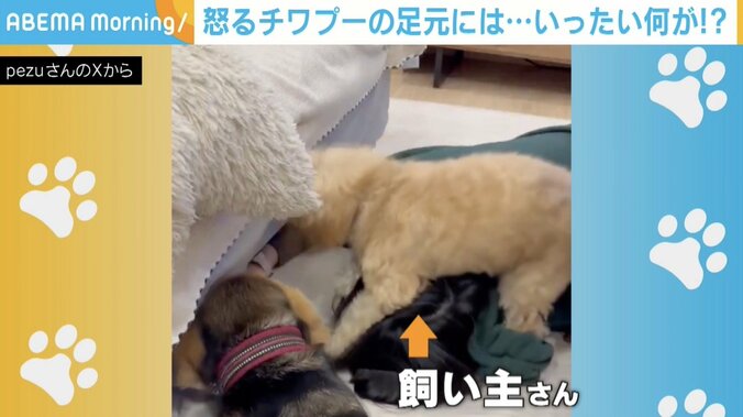 チワプーの茶々ちゃん