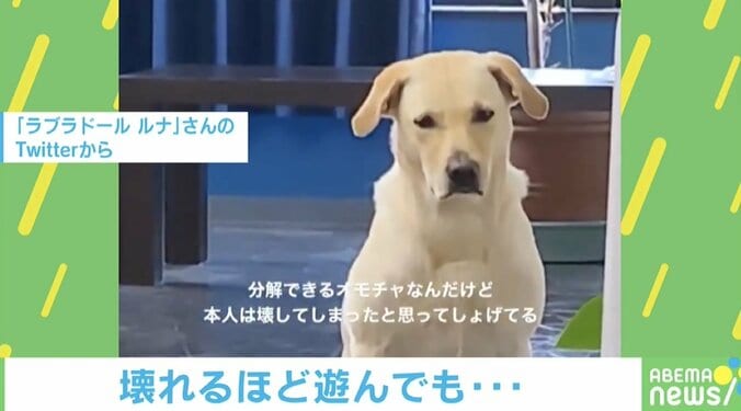 「壊しちゃった…」しょんぼりしている犬の動画が再生数250万超えの大反響！ 1枚目