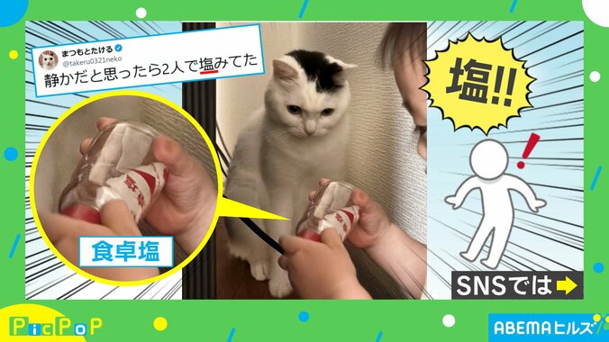 猫と1歳息子の“密会現場”