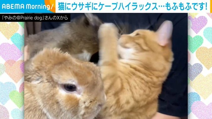 ウサギのポテトくん（3歳）、猫のピチタロウくん（1歳）、ケープハイラックスのチャンキーちゃん（生後9カ月）