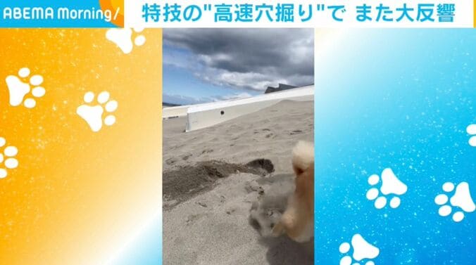 柴犬の禄くん