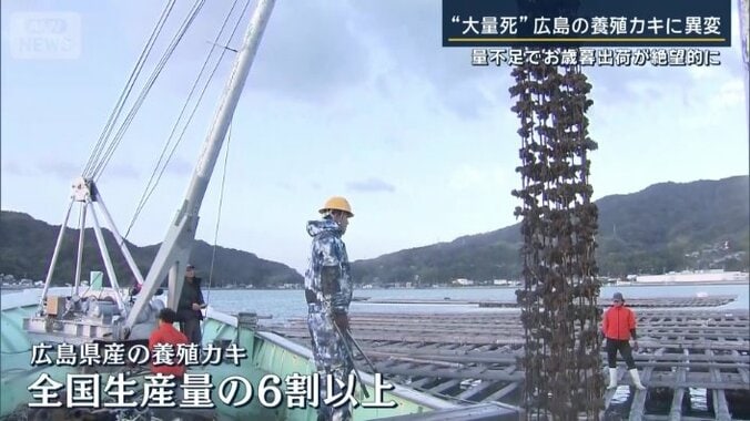 養殖カキの生産量