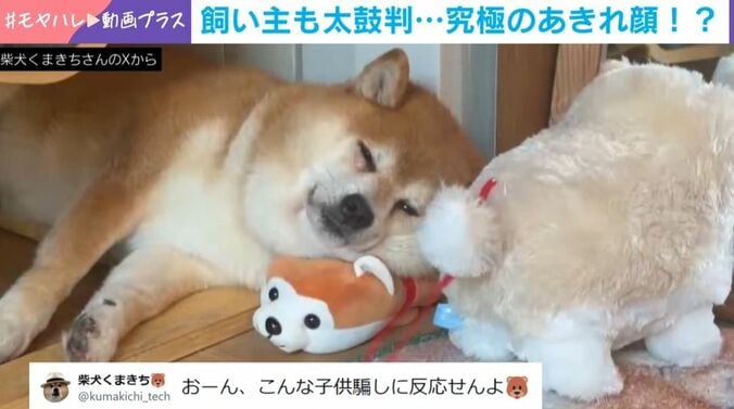 柴犬のくまきちくん