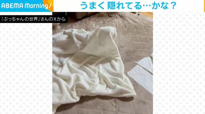 ペキニーズのぷてぃーちゃん