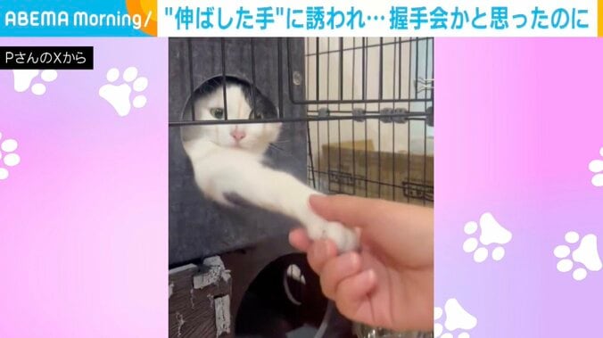 保護猫のミシェルちゃん