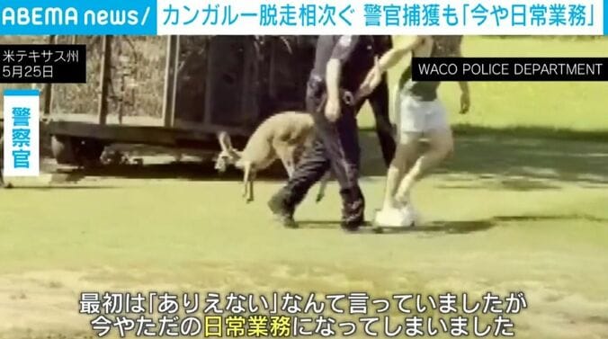 捕まったカンガルー