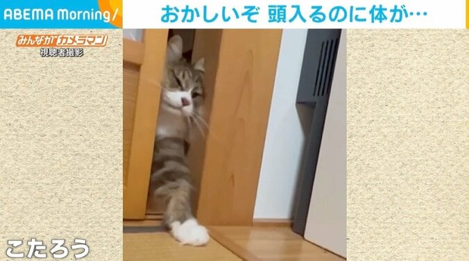 「あれ、頭は入るのに…」 戸の隙間にとまどう猫、体の大きさに自分でも驚き？ 1枚目