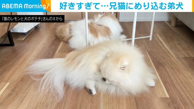 兄猫のマネをして毛づくろいをする弟犬