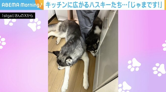 ハスキーのシルバちゃんとガルくん