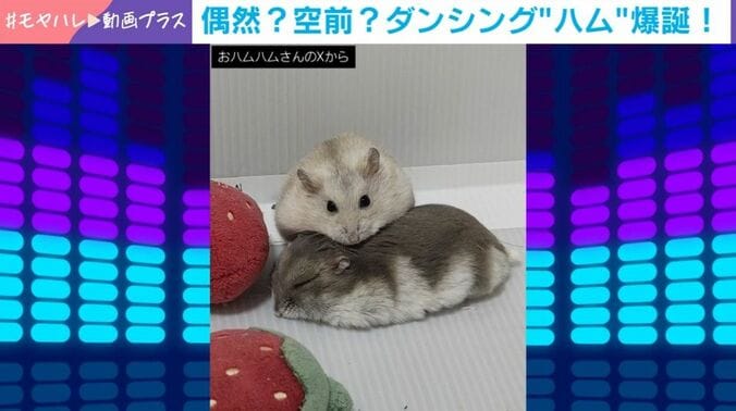 ジャンガリアンハムスターの桜ちゃん