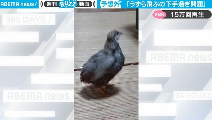 「想像以上に下手だったw」「何回も見ちゃう」  飛ぶのが下手すぎる鳥が話題に 羽をバタバタさせて飛ぼうとすると… 思わぬ“離陸失敗” 1枚目