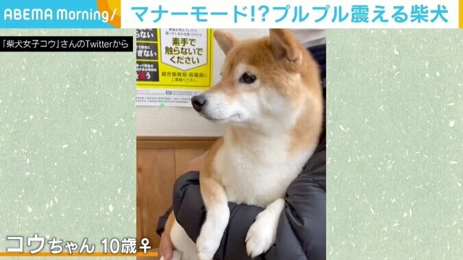 病院で抱っこされブルブル…“待合室なだけにマナーモード”な柴犬に「吠えたりしないでえらい！」 1枚目