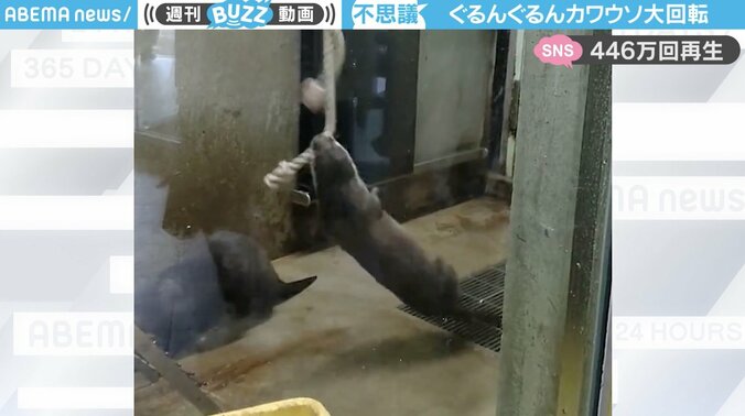 カワウソの“独特な遊び方”に「めっちゃ元気出た」と反響 リプ欄はお祭り状態で440万回再生 1枚目