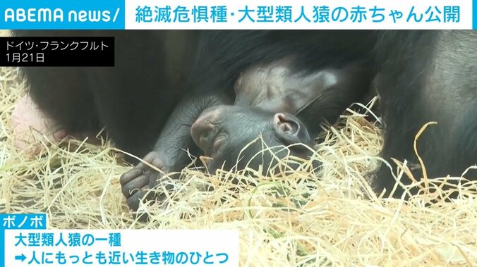 ボノボの「ファロ」