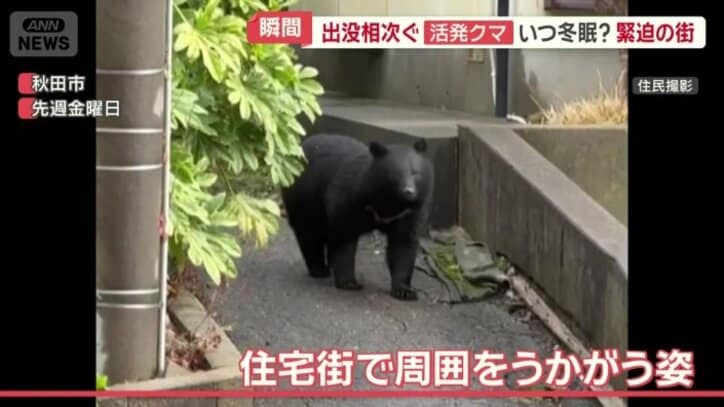 住宅街で周囲をうかがうクマ