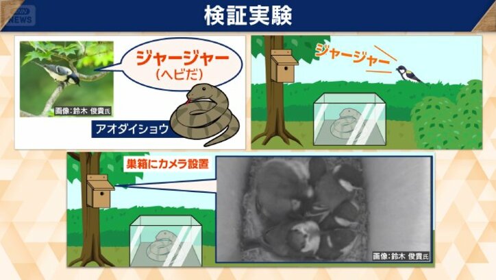 シジュウカラは、周囲に危険を知らせた