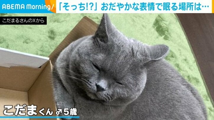 猫のこだまくん