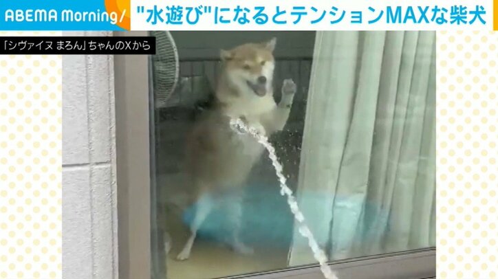 柴犬まろんちゃん