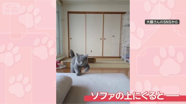 ソファに上がりますよ