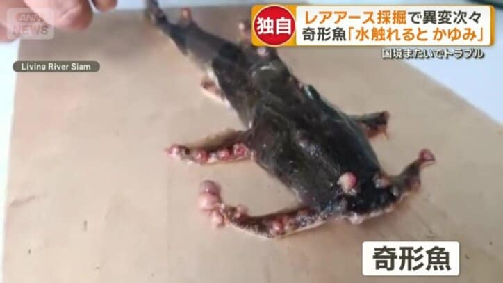 川で釣れたコブが見られる奇形魚