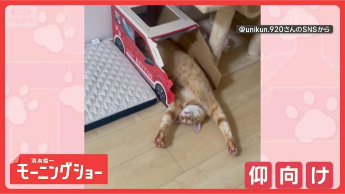 豪快！ “仰向けでバンザイ”するネコちゃん これがリラックスするんだ