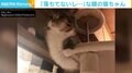 「8割落ちてる」キャットタワーと壁の隙間で踏ん張る猫に反響 「余裕装ってるのかわいい」