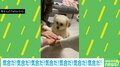 掛け声に合わせて“えいえいおー”する犬 小さな前足を飼い主の手に乗せるキュートな姿に「永遠に見ていられる」反響続々