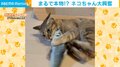 まるで本物!? 魚のぬいぐるみで遊ぶ猫 あまりに興奮する姿に飼い主爆笑