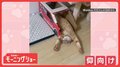 豪快! “仰向けでバンザイ”するネコちゃん これがリラックスするんだニャン?