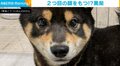 2つ目の顔を持つ柴犬!? 鼻の上の模様がまるで“別の顔”のように見える姿に反響