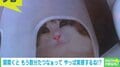 頭隠して尻尾隠さず…飼い主との“かくれんぼ”で驚きの場所に潜む猫 「自慢げなのがよき」「狭いところ好きだね」と反響