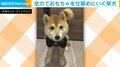 オモチャを仕留めにいく柴犬!? 狭いところでも探しに行く“愛くるしい”姿が話題
