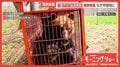 “春グマ”居座り緊迫の瞬間　目撃は4倍増　独自検証…市街地クマ、人間の行動把握か