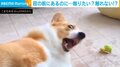 コーギー「届かない、目の前なのに！」 クセになるジタバタ姿に「途中でこっち向くのツボ」「手かわいい」と反響
