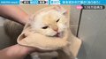 体を拭かれた猫が「人間の子どもと同じ感じ」と話題 思わず漏らした鳴き声に反響