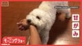 甘がみと飼い主さんが大好きだワン 「かっこいい」褒められると…我に返る?