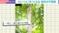 自然界の“不思議な瞬間”が話題！一斉に葉を落とす桑の木の様子に反響「自然の循環 美しい」