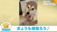 【映像】毎朝“数年ぶりの再会並みに歓迎してくれる”柴犬