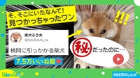 【映像】「何もしてないワン!?」“バツの悪そうな表情”をする柴犬