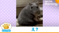 【映像】“魚”以外にも分類されてしまうハムスター