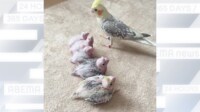 【映像】ヒナたちの点呼をとる親鳥