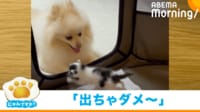 【映像】子猫の脱出をペロペロ攻撃で阻止する“門番”ポメラニアン