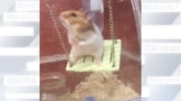 【映像】二本足でブランコを漕ぐハムスター