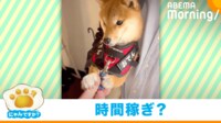 【映像】静かな抵抗をする柴犬