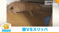 【映像】スリッパに驚く猫が珍リアクション