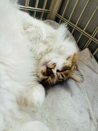 坂上忍『歯のお掃除』