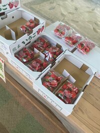 市川海老蔵『イチゴ狩り開始!!』